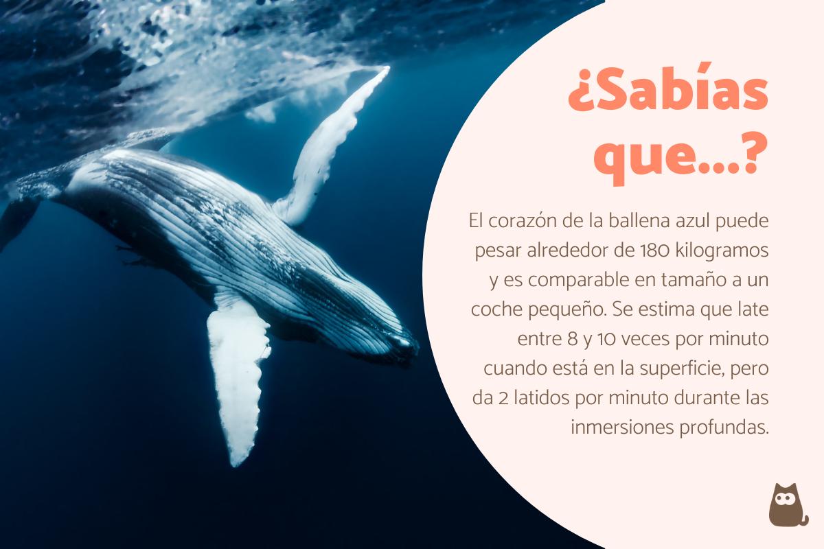 Curiosidades de la ballena azul
