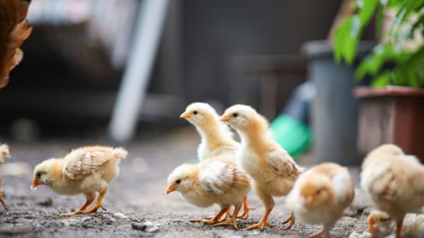 La frase que desmonta uno de los mitos más repetidos sobre los pollos: “Son mucho más inteligentes de lo que creemos” - Los pollos recuerdan a otros animales e incluso reconocen a las personas