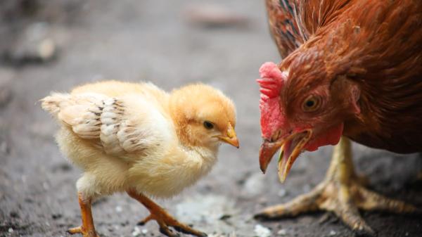 La frase que desmonta uno de los mitos más repetidos sobre los pollos: “Son mucho más inteligentes de lo que creemos” - Los pollos se comunican y establecen relaciones sociales mucho más complejas de lo que se cree