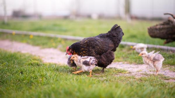 La frase que desmonta uno de los mitos más repetidos sobre los pollos: “Son mucho más inteligentes de lo que creemos” - No actúan solo por instinto: también aprenden observando
