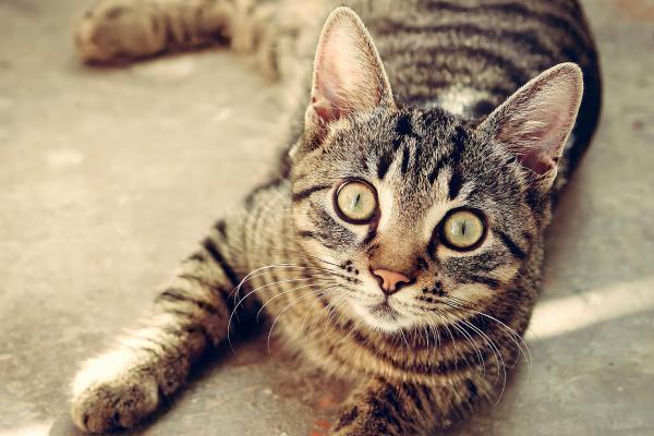 ¿Por qué mi gato se tumba cuando me ve? - 5. Tiene miedo