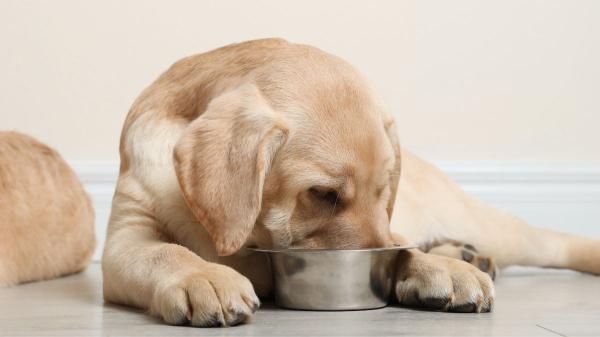 Antes de dar huevo a tu perro, conviene conocer este detalle que muchos pasan por alto: “No siempre es seguro” - No todos los perros lo toleran igual: así puedes comprobar si le sienta bien