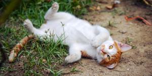 ¿Por qué mi gato se tumba cuando me ve?