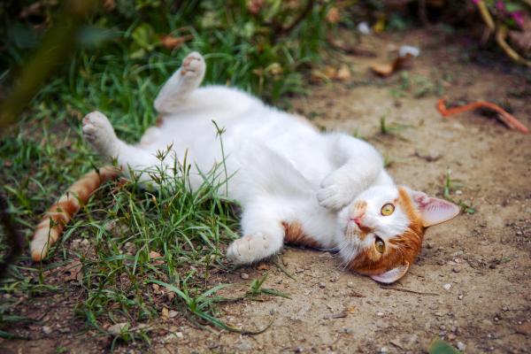 ¿Por qué mi gato se tumba cuando me ve?