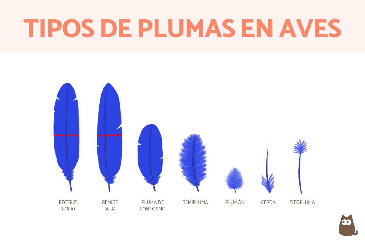 Tipos de plumas de aves y su funcion Atento