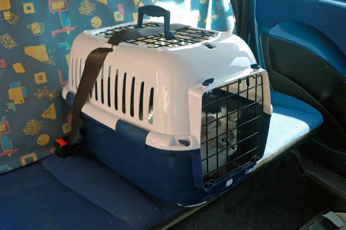 ¿Cómo viajar con gatos en coche?