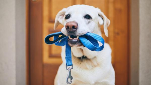 El paseo “perfecto” para un perro dura 67 minutos y debería incluir 16 paradas para olfatear, según un estudio veterinario - Dejar que tu perro olfatee puede ser más beneficioso que alargar el paseo, según la ciencia