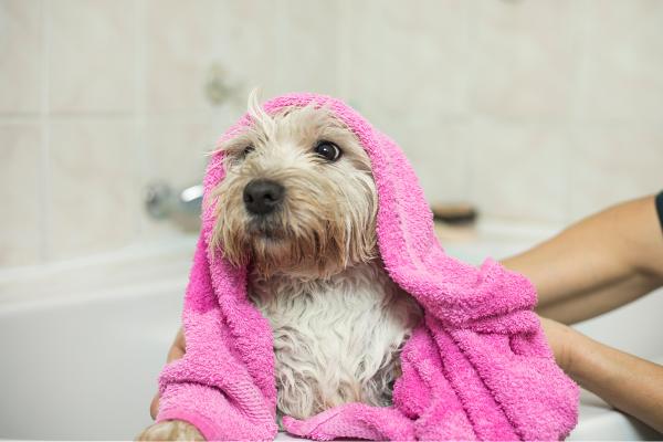 ¿Las pulgas mueren con el agua?