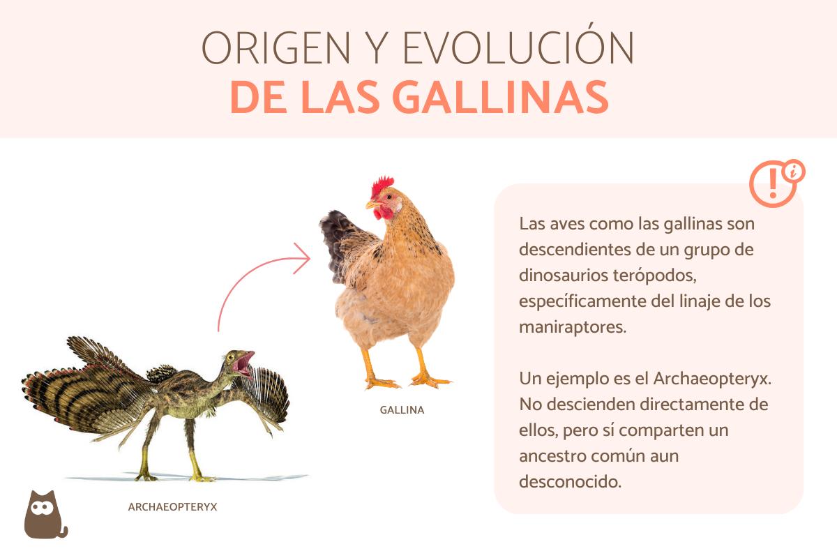 Origen y evolución de la gallina