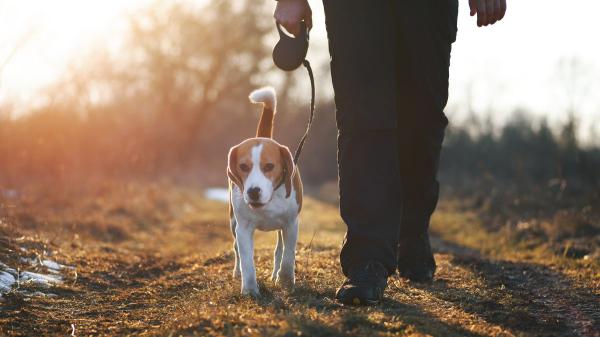 El paseo “perfecto” para un perro dura 67 minutos y debería incluir 16 paradas para olfatear, según un estudio veterinario - Pasear siempre por la misma ruta puede aburrir a tu perro: esto recomiendan los expertos