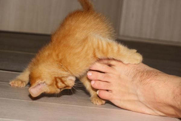 ¿Por qué mi gato me muerde los pies? - 1. Está aburrido