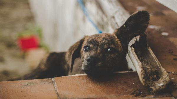 El responsable del “criadero de los horrores” de Burgos llega a juicio tras seis años fugado: la Fiscalía pide 18 meses de cárcel - Estas son las penas que contempla actualmente la ley por maltrato animal