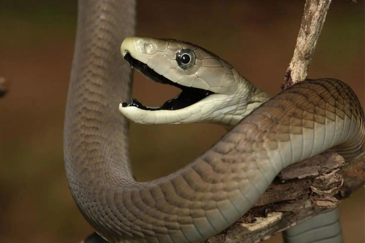 Mamba negra - Tamaño, veneno y dónde vive