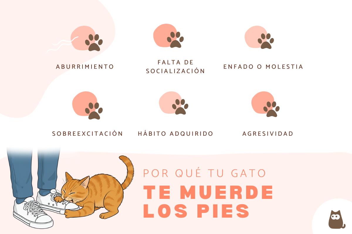¿Por qué mi gato me muerde los pies?