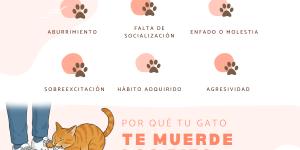 ¿Por qué mi gato me muerde los pies?