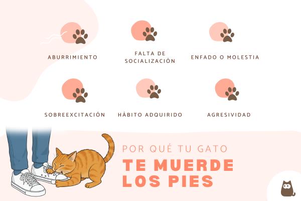 ¿Por qué mi gato me muerde los pies?