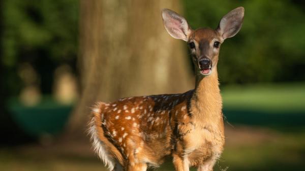 ¿Cuánto vive un ciervo? Esperanza de vida en libertad y en cautividad - ¿Cuál es la esperanza de vida de un ciervo?