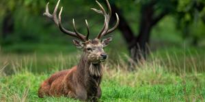 ¿Cuánto vive un ciervo? Esperanza de vida en libertad y en cautividad