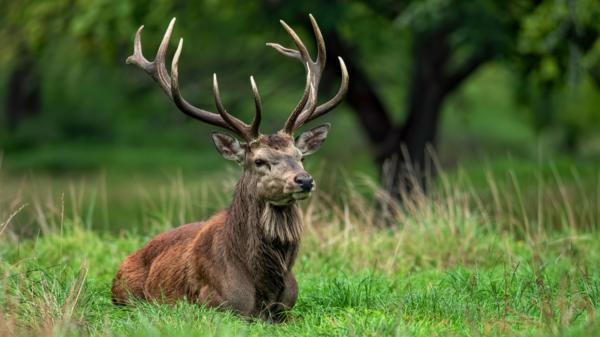 ¿Cuánto vive un ciervo? Esperanza de vida en libertad y en cautividad