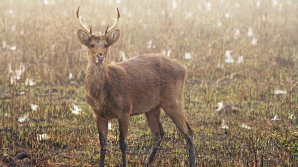 ¿Cuánto vive un ciervo? Esperanza de vida en libertad y en cautividad - Impacto del hábitat y la conservación en la esperanza de vida