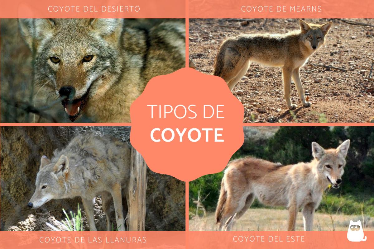 Tipos de coyotes
