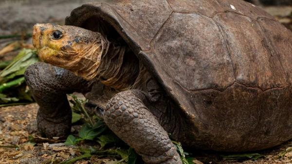 Fernanda, la tortuga gigante que vuelve a la vida y desafía la extinción: un hallazgo que nadie creía posible - Características únicas de la tortuga gigante de Fernandina