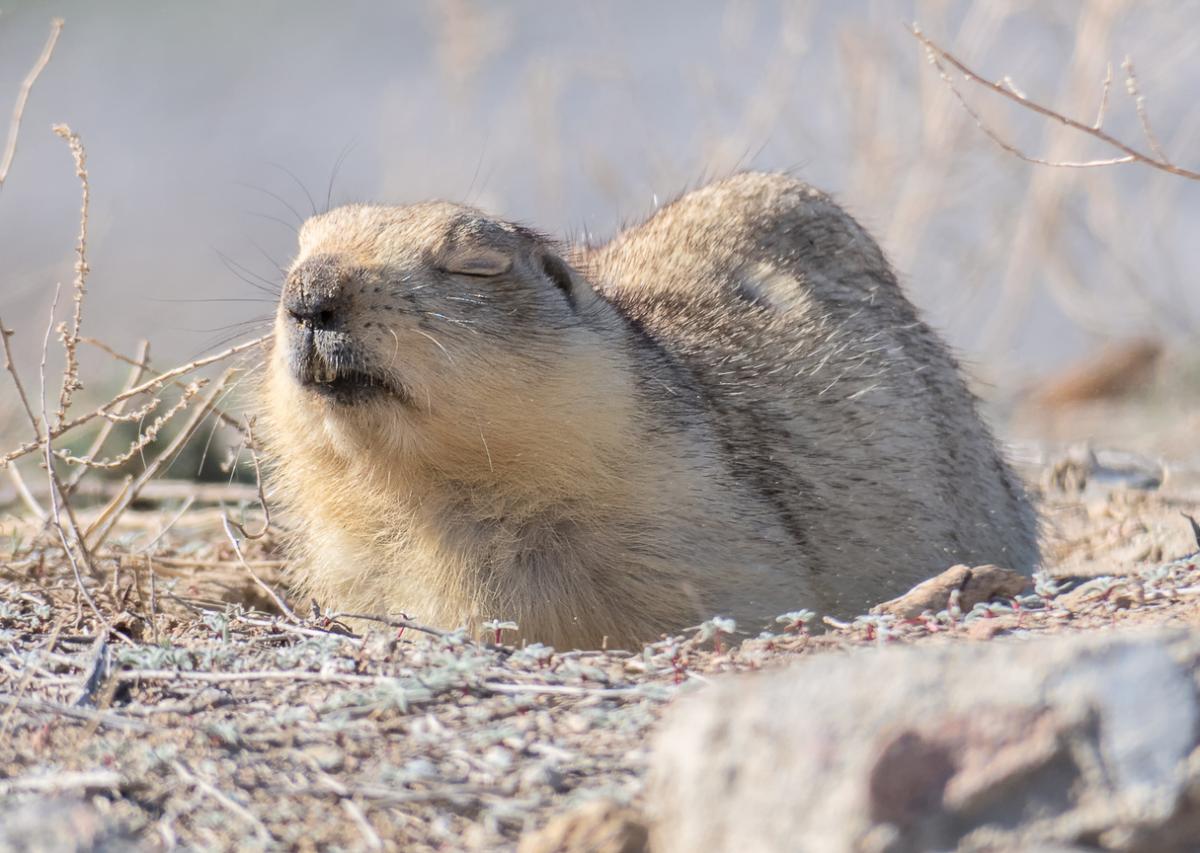 ¿Cuánto duerme una marmota?