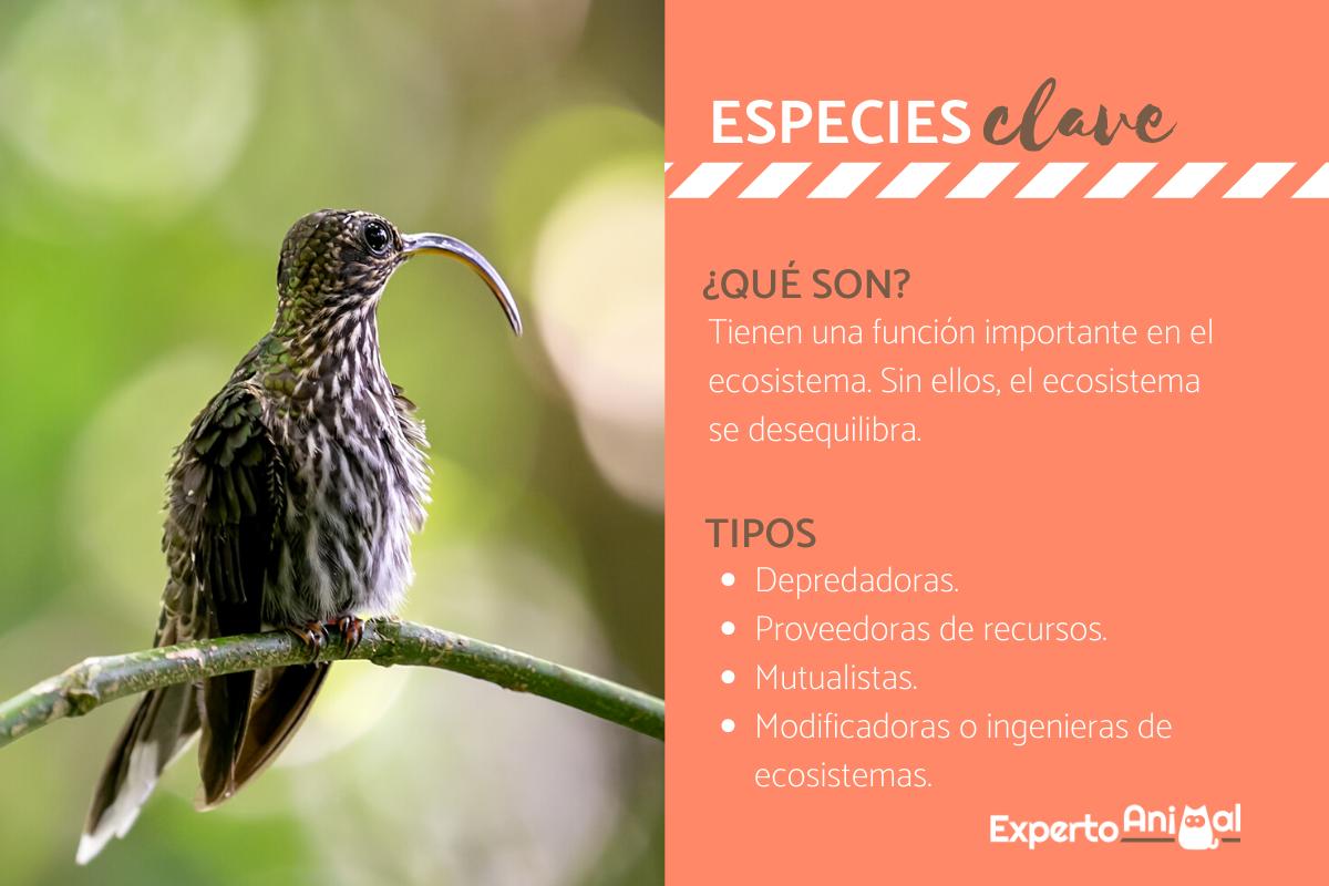 Especies clave - Definición y ejemplos