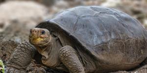 Fernanda, la tortuga gigante que vuelve a la vida y desafía la extinción: un hallazgo que nadie creía posible