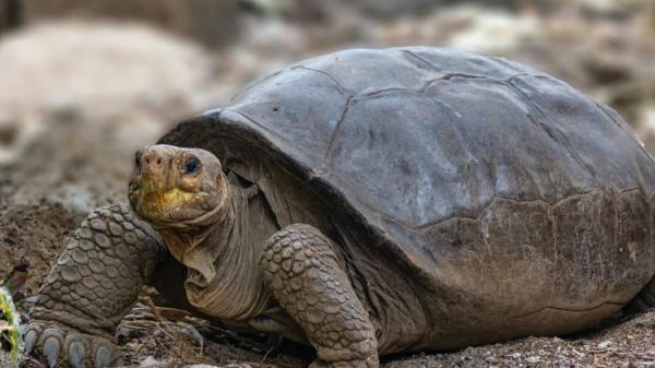 Fernanda, la tortuga gigante que vuelve a la vida y desafía la extinción: un hallazgo que nadie creía posible