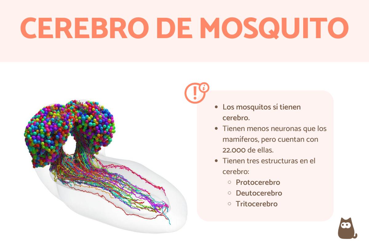 ¿Los mosquitos tienen cerebro?