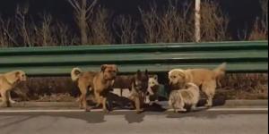 Caminan más de 17 km para volver a casa: siete perros presuntamente robados en China consiguen escapar y reencontrarse con sus familias