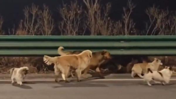 Caminan más de 17 km para volver a casa: siete perros presuntamente robados en China consiguen escapar y reencontrarse con sus familias - Lealtad, emoción y debate: una historia que ha conmovido a millones de personas