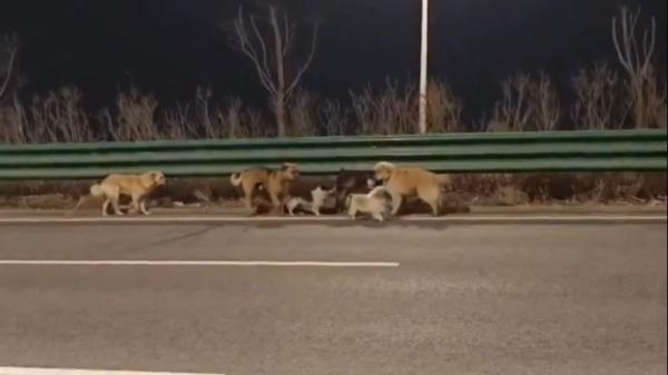 Caminan más de 17 km para volver a casa: siete perros presuntamente robados en China consiguen escapar y reencontrarse con sus familias - Ni uno a atrás: los siete perros recorrieron más de 17 km para volver a casa