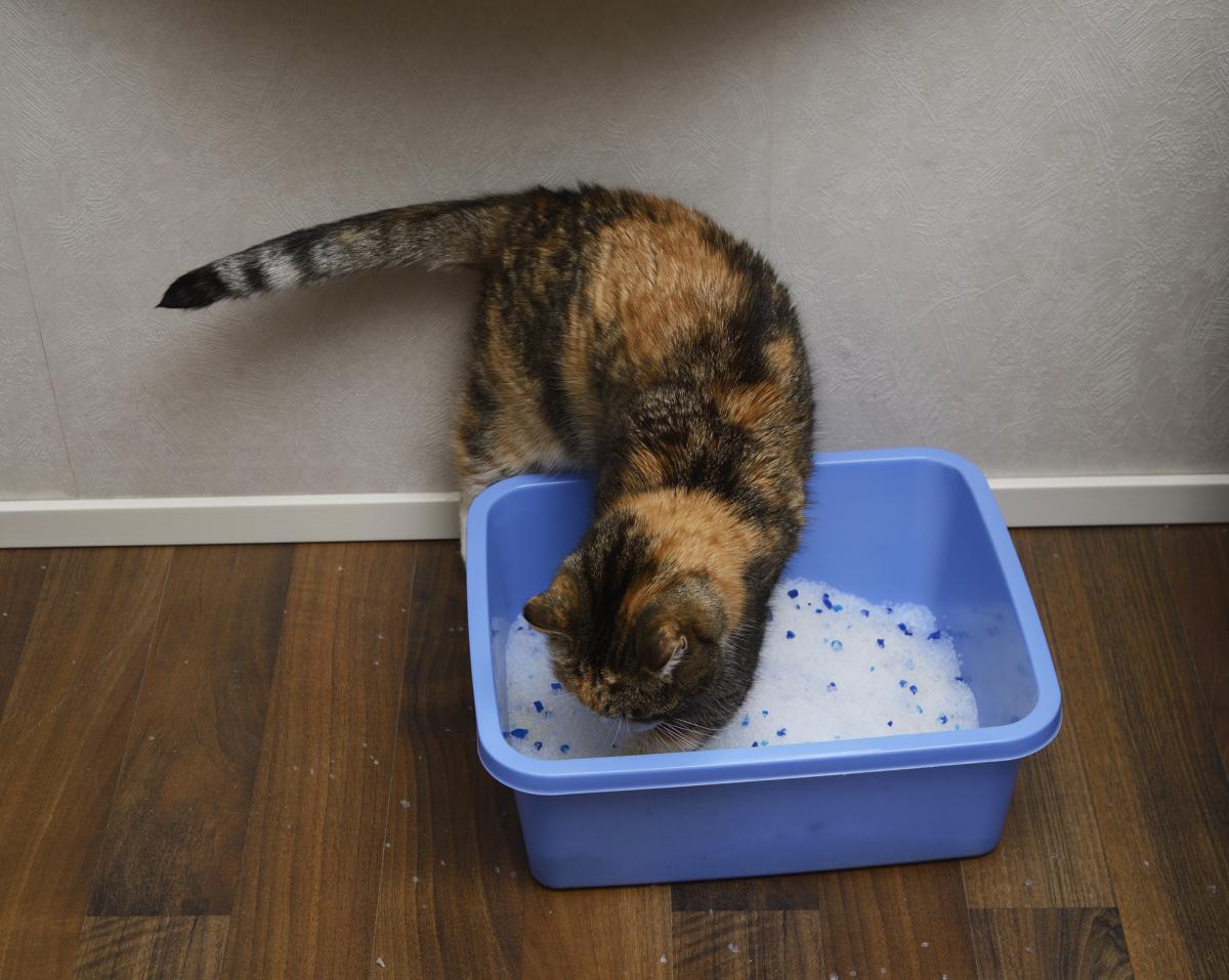 ¿Por qué los gatos entierran sus heces?