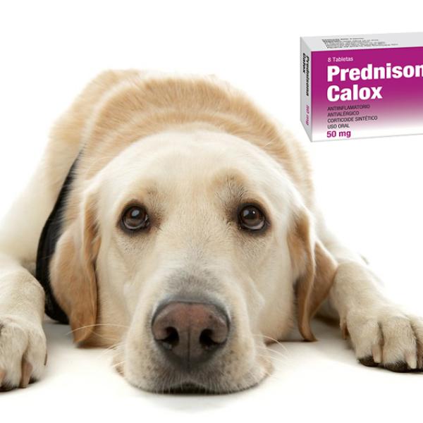 cuánto tiempo puede vivir un perro con prednisona con linfoma