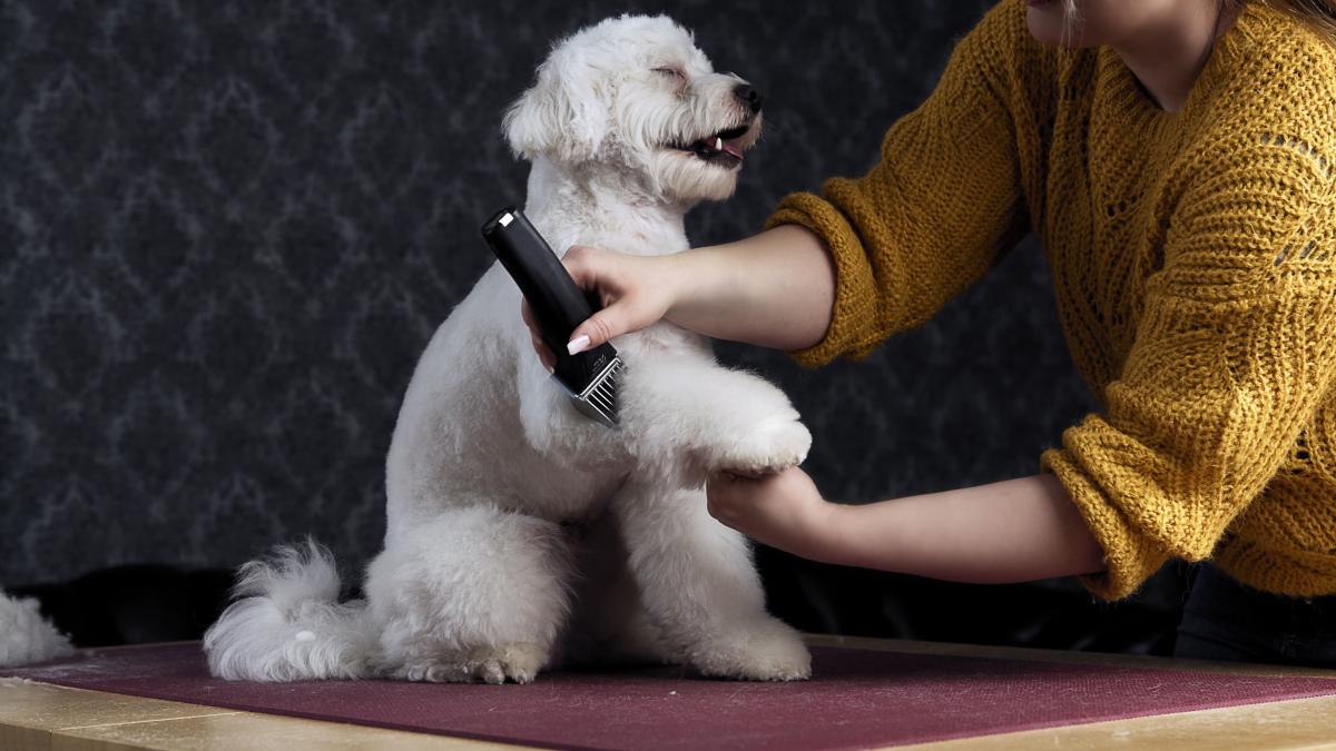 Beneficios de cortar el pelo a un perro