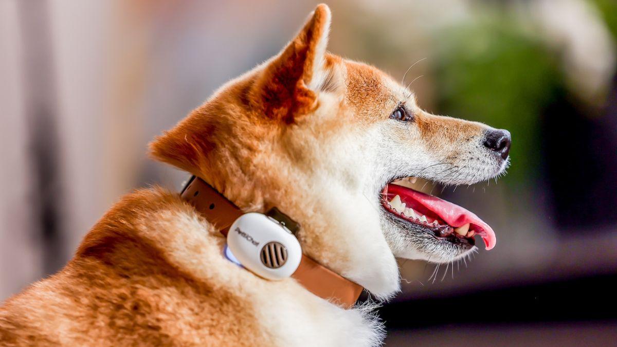 Crean un dispositivo que traduce los ladridos y maullidos con IA: promete más del 90% de precisión y así funciona