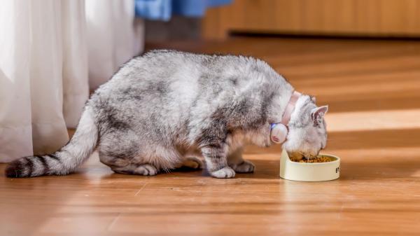 Crean un dispositivo que traduce los ladridos y maullidos con IA: promete más del 90% de precisión y así funciona - El “traductor” de mascotas ya tiene precio y fecha estimada