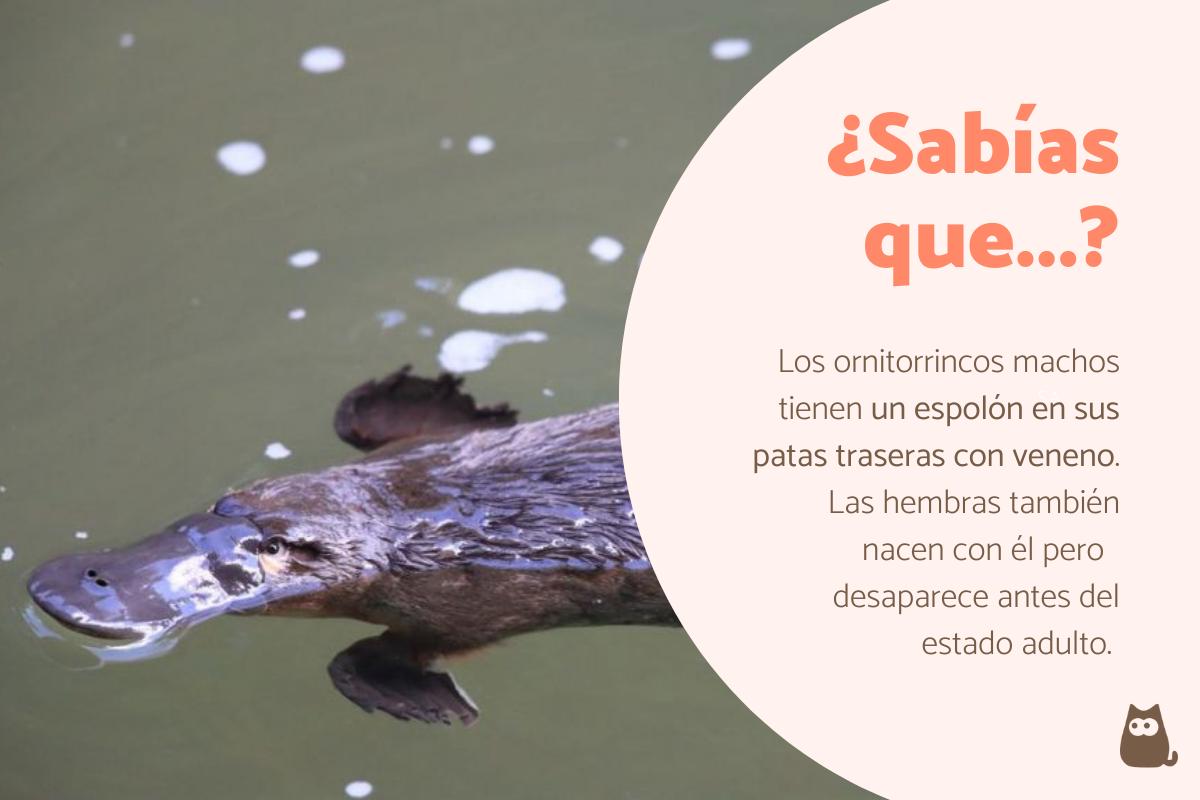 Curiosidades sobre el ornitorrinco