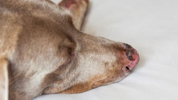 Los veterinarios coinciden: la nariz de los perros suele estar húmeda, cuando está seca puede indicar un problema - Infecciones, hongos y más: lo que puede afectar a la nariz de tu perro