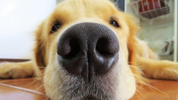 Los veterinarios coinciden: la nariz de los perros suele estar húmeda, cuando está seca puede indicar un problema - La razón por la que los perros tienen la nariz húmeda