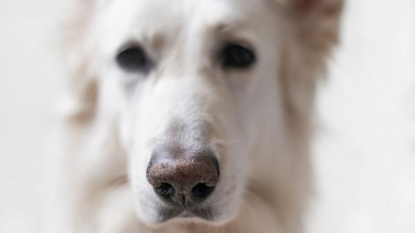 Los veterinarios coinciden: la nariz de los perros suele estar húmeda, cuando está seca puede indicar un problema - Las señales que indican que la nariz seca del perro podría ser un problema