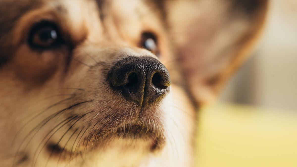 Los veterinarios coinciden: la nariz de los perros suele estar húmeda, cuando está seca puede indicar un problema