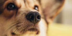Los veterinarios coinciden: la nariz de los perros suele estar húmeda, cuando está seca puede indicar un problema