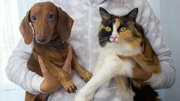 ¿Eres más de gatos que de perros? Un estudio explica qué puede decir eso sobre tu personalidad - Creatividad, sensibilidad y curiosidad: los rasgos que más se repiten entre amantes de los gatos