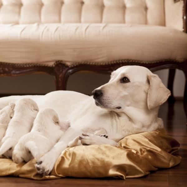 ¿A qué edad se pueden separar los cachorros de su madre?