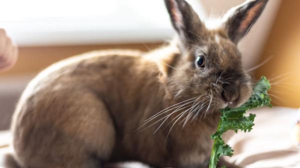Los veterinarios alertan: “A partir de 25 ºC los conejos corren el riesgo de sufrir un golpe de calor que puede ser mortal” - Las medidas que recomiendan los veterinarios para proteger a los conejos del calor