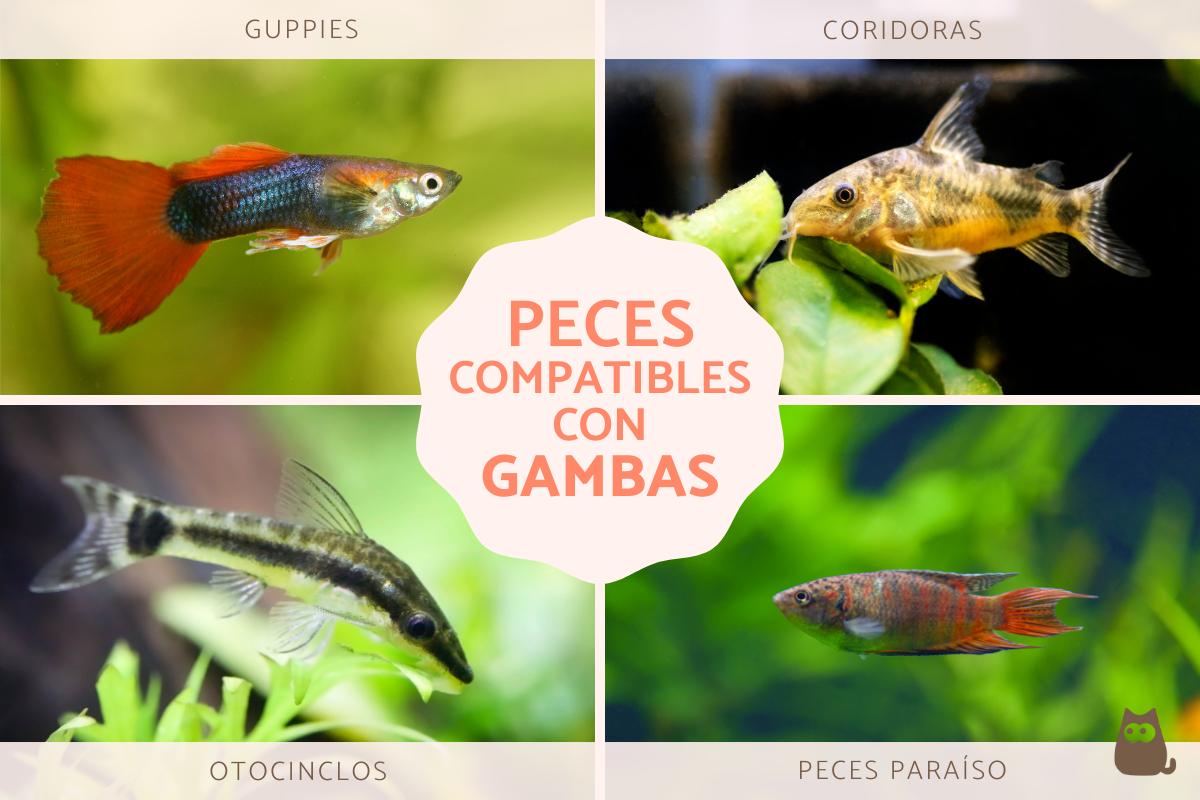 Peces compatibles con gambas