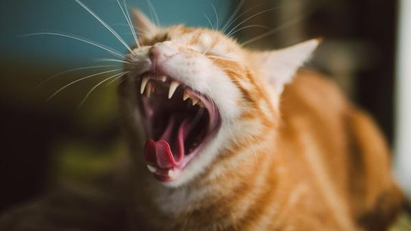 Los gatos no maúllan más en verano solo por el calor: “Los cambios de rutina y el exceso de estímulos les afectan más de lo que pensamos” - El aumento de estímulos también hace que muchos gatos maúllen más en verano